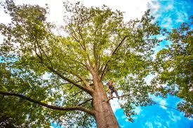 Mulching Services in Two Harbors, MN