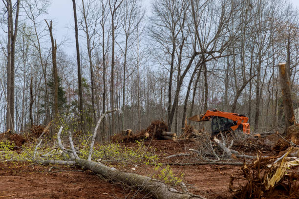 How Our Tree Care Process Works  in  Two Harbors, MN